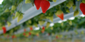 Foraberry’nin ileri teknolojiyle donatılmış çilekleri